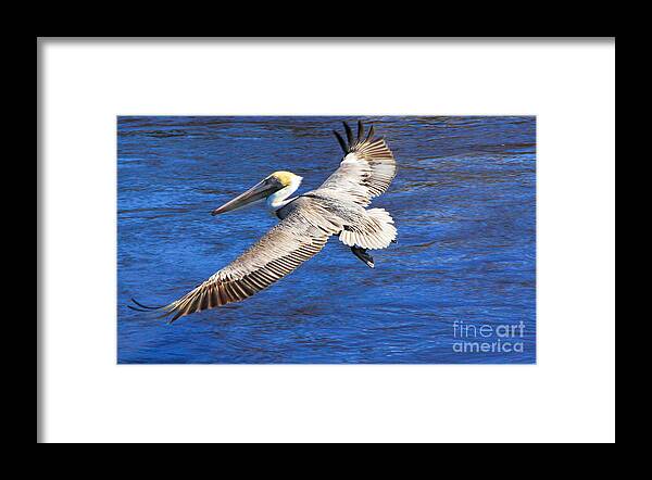 Pelican Framed Print featuring the photograph Pelican by Richard Lynch