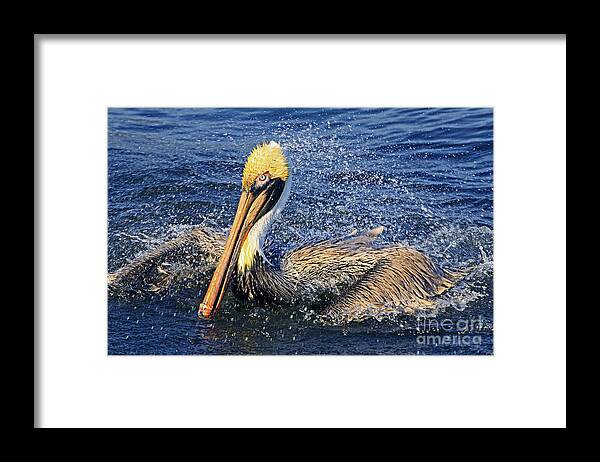 Pelican Framed Print featuring the photograph Showering Pelican by Larry Nieland