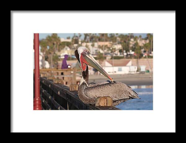 Wild Framed Print featuring the photograph Pelican Sitting on Pier by Christy Pooschke