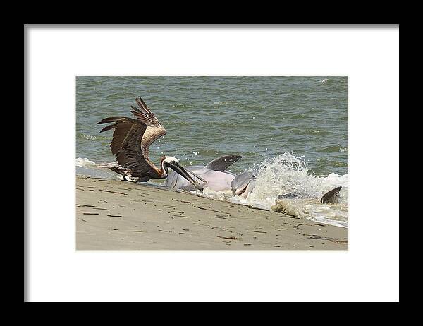 Pelican Framed Print featuring the photograph Pelican Steals the Fish by Patricia Schaefer