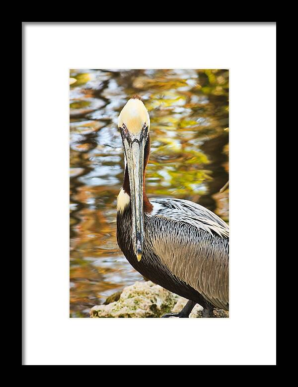 Pelicans Framed Print featuring the photograph Pelican by Tammy Schneider