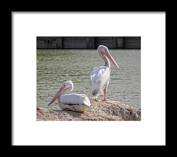 American White Pelicans Framed Print featuring the photograph Pelicans By The Pair by Ella Kaye Dickey