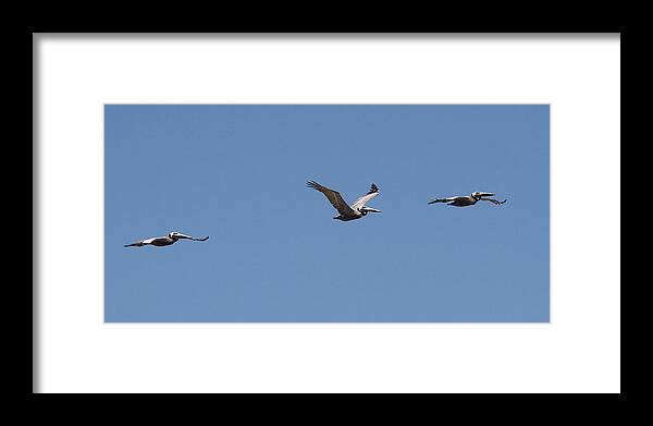 Pelican Framed Print featuring the photograph Pelicans in a Row 7 by Cathy Lindsey