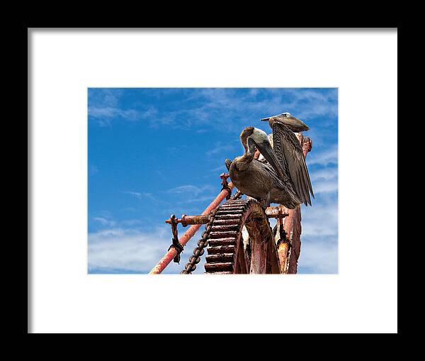 Pelican Framed Print featuring the photograph Pelicans in St. Croix by Craig Bowman