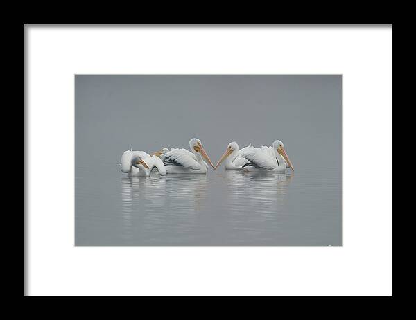 Pelicans Framed Print featuring the photograph Pelicans in the Mist by Avian Resources