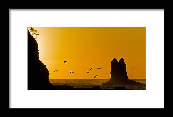 La Push Framed Print featuring the photograph Pelicans on the Wing II by Greg Reed