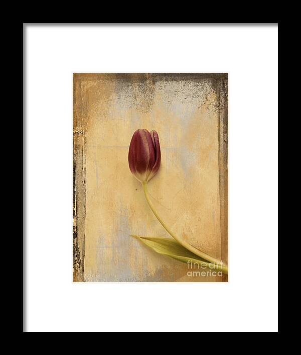 Tulip Framed Print featuring the photograph Penchant Naturel 03bt03c by Variance Collections