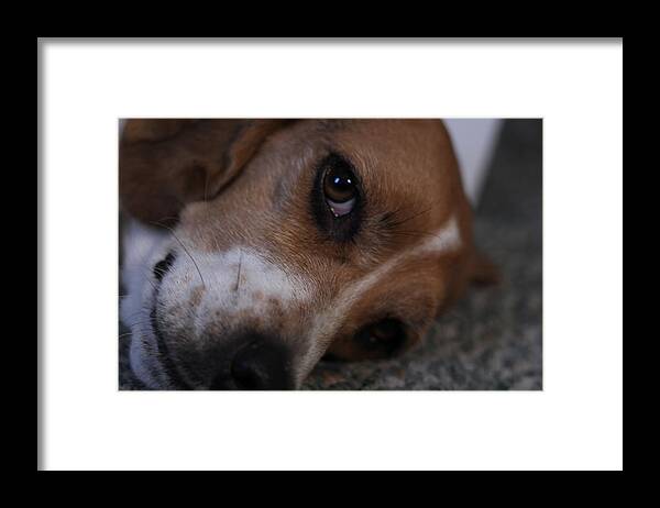 Beagle Framed Print featuring the photograph Penny the Beagle Dog by Valerie Collins