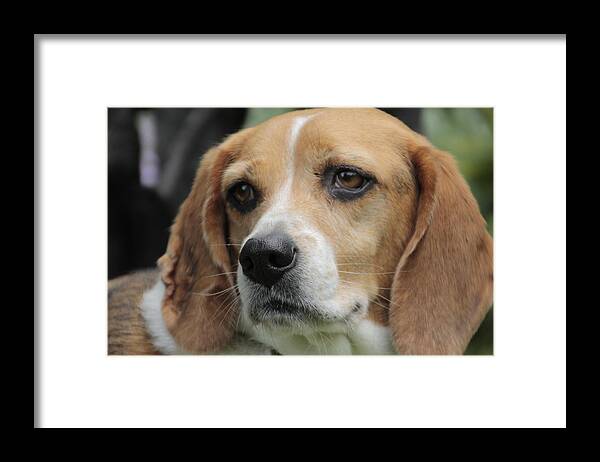 Beagle Framed Print featuring the photograph The Beagle named Penny by Valerie Collins