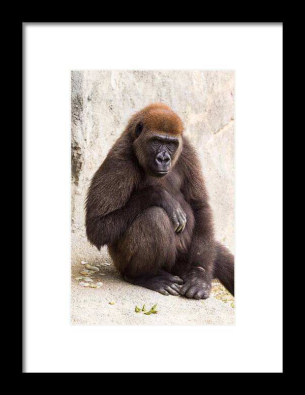Africa Framed Print featuring the photograph Pensive Gorilla by Raul Rodriguez