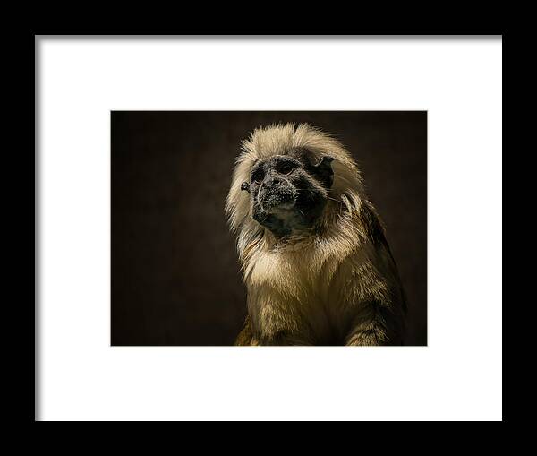 Animal Framed Print featuring the photograph Pensive by Sarah Sever