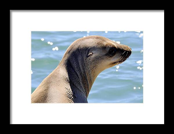 Animals Framed Print featuring the photograph Pensive Sea Lion by AJ Schibig