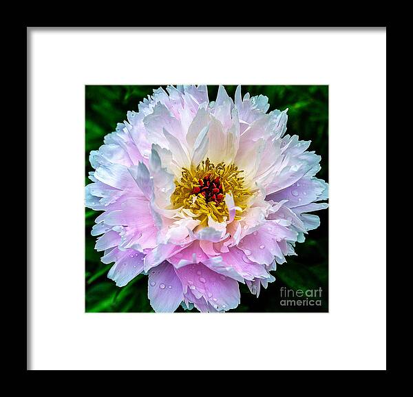 Peony Framed Print featuring the photograph Peony Flower by Edward Fielding