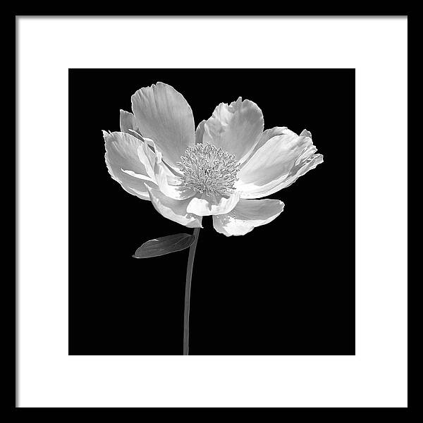 Peony Flower Portrait Black and White by Jennie Marie Schell