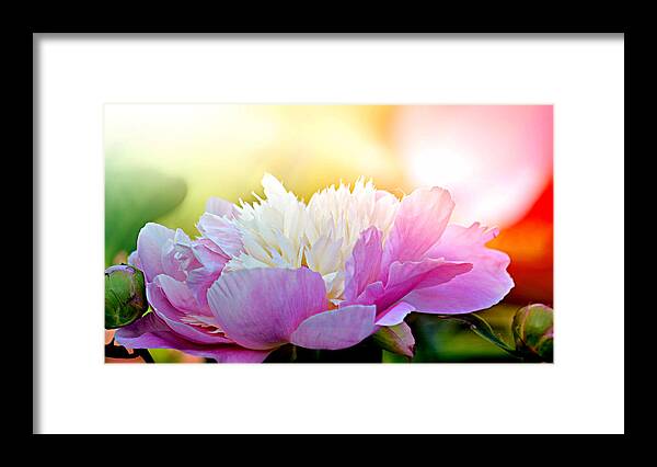 Art Framed Print featuring the photograph Heavenly Peony by Joan Han