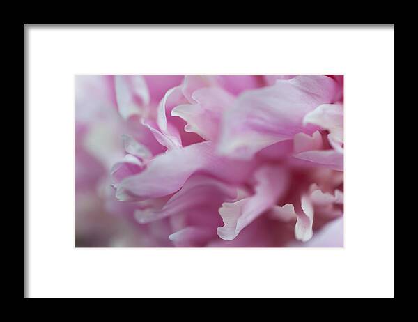 Flower Framed Print featuring the photograph Peony Macro 1 by Jenny Rainbow