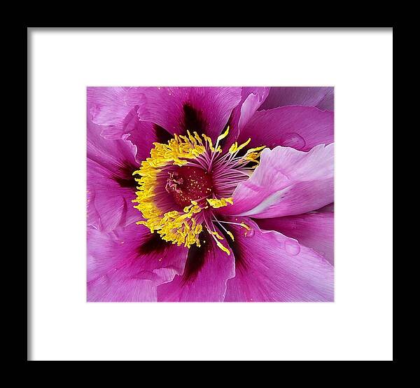 Peony Framed Print featuring the photograph Peony Revealed by Peter Mooyman