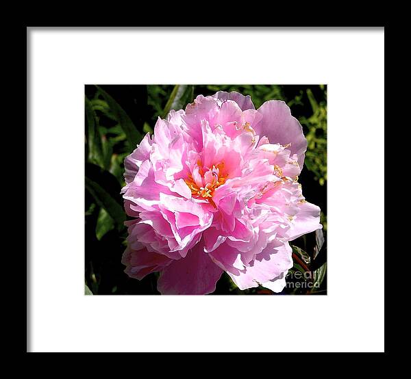 Flower Framed Print featuring the photograph Peony by Sher Nasser