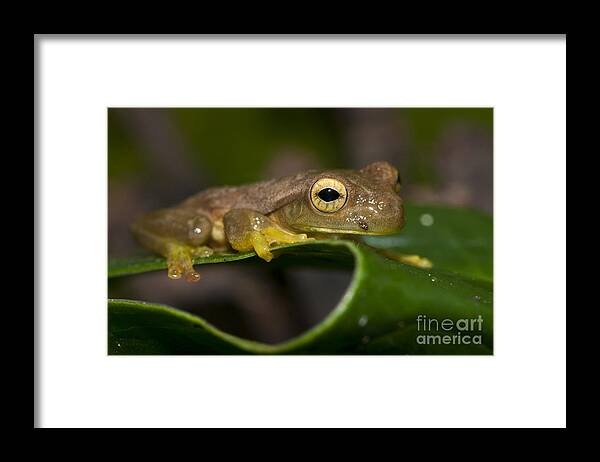 Pepper Treefrog Framed Print featuring the photograph Pepper Treefrog Rana Lechera Comun by William H. Mullins