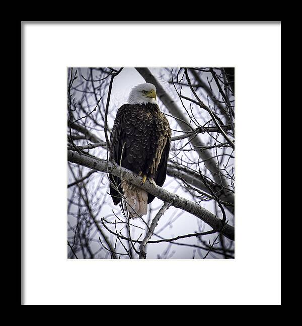 American Adult Bald Eagle Framed Print featuring the photograph Perched Adult American Bald Eagle by Thomas Young
