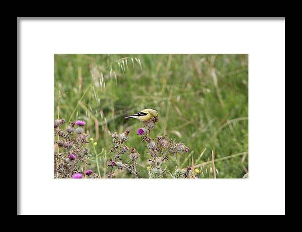 Bird Framed Print featuring the photograph Perched Bird by Stella Robinson