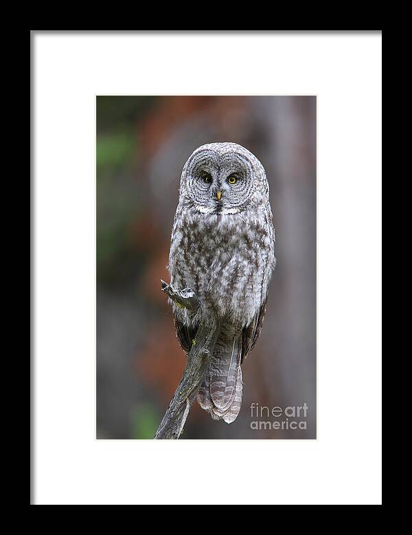Great Gray Owl Framed Print featuring the photograph Perched Gray by Bill Singleton