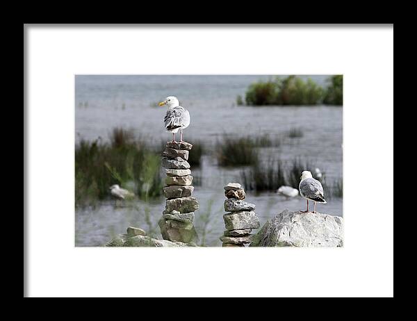 Seagull Framed Print featuring the photograph Perched on a Rock Cairn by Jackson Pearson