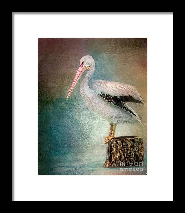 American White Pelican Framed Print featuring the photograph Perched Pelican by Jai Johnson