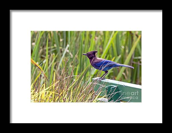 Bird Framed Print featuring the photograph Perching Jay by Kate Brown