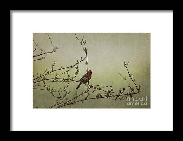 Photograph Framed Print featuring the photograph Perching Finch by Judy Wolinsky