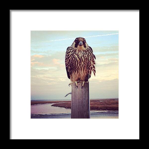 Wild Life Refuge Framed Print featuring the photograph Peregrine Falcon by Katie Cupcakes