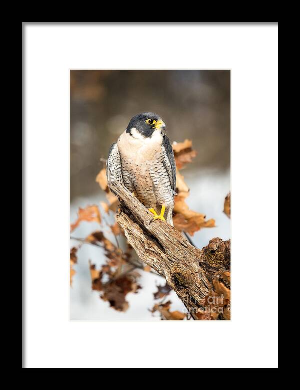 Bird Photography Framed Print featuring the photograph Peregrine Falcon by Todd Bielby