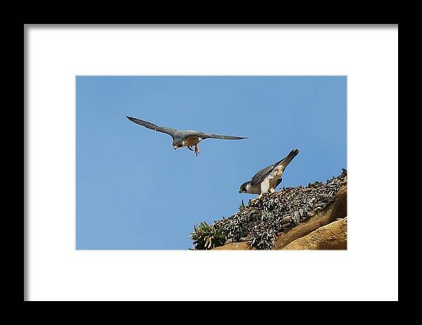 Peregrine Framed Print featuring the photograph Peregrine Falcons - 6 by Christy Pooschke