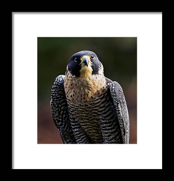 Feather Framed Print featuring the photograph Peregrine Focus by Mary Jo Allen