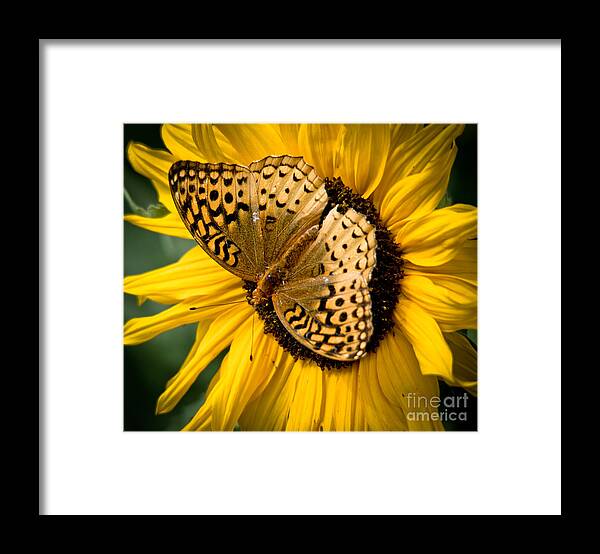 Sunflower Framed Print featuring the photograph Perfect Center by Cheryl Baxter