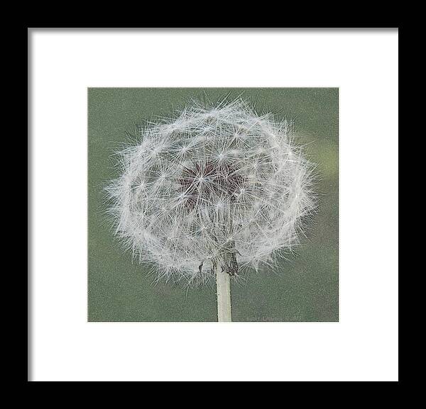 Dandelion Framed Print featuring the photograph Perfect Dandelion by Kathy Barney
