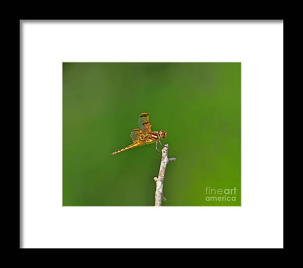Dragonfly Framed Print featuring the photograph Perfect Painted by Al Powell Photography USA