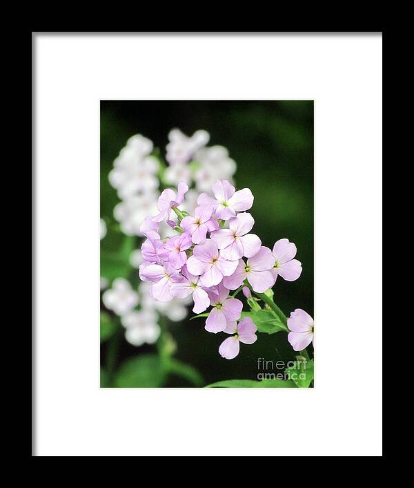 Pink Flowers Framed Print featuring the photograph Perfect Pink by Elizabeth Dow