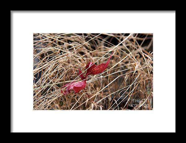 Fall Framed Print featuring the photograph Perfect place to be by Yumi Johnson