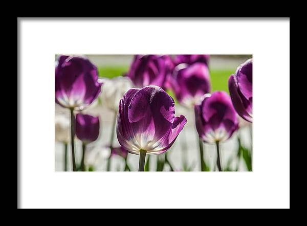 Purple Framed Print featuring the photograph Perfect Purple Poster by Jim Moore