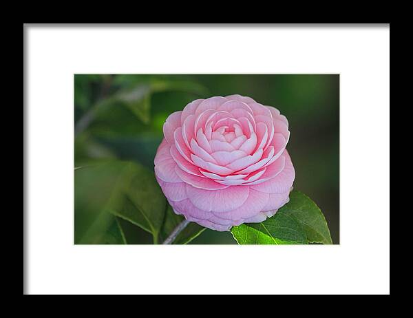 Flower Artwork Framed Print featuring the photograph Perfection by Mary Buck