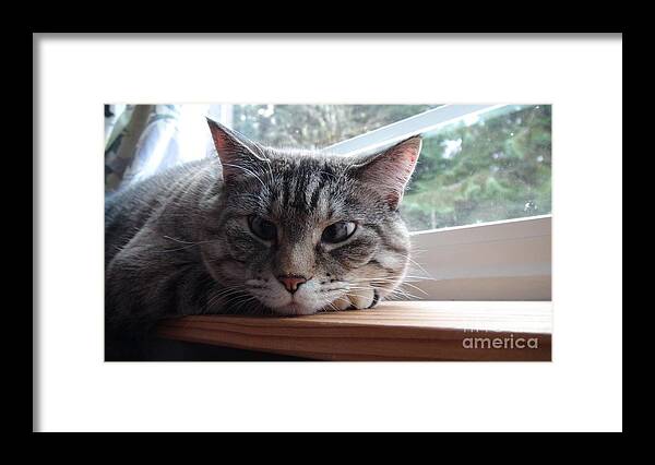 Animals Framed Print featuring the photograph Pet Portrait - Lily the Cat by Laura Wong-Rose