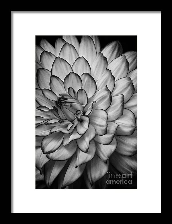 Dahlia Framed Print featuring the photograph Petals by Carrie Cranwill