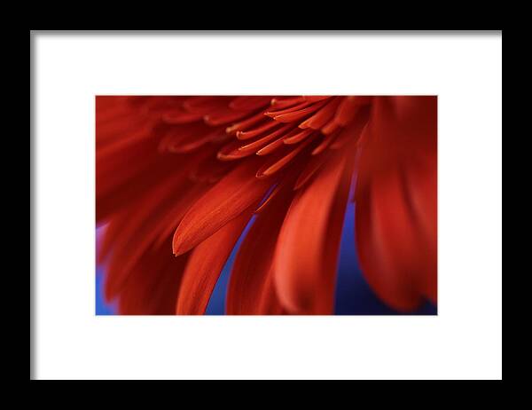 Connie Handscomb Framed Print featuring the photograph Petals by Connie Handscomb