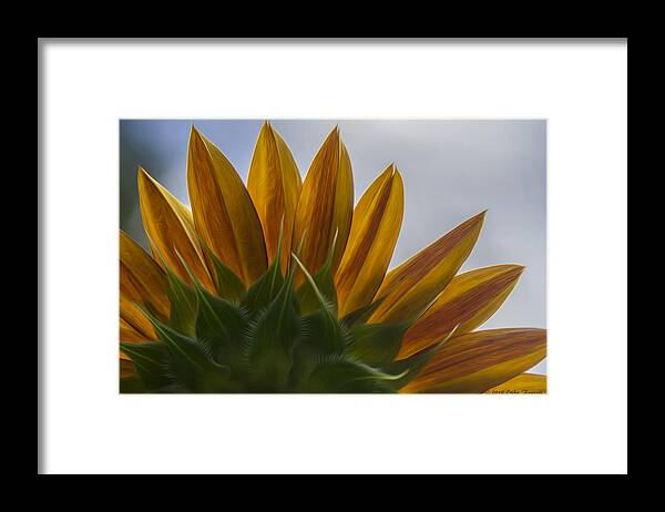 Sunflower Framed Print featuring the photograph Petals by Erika Fawcett