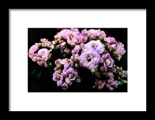 Black Framed Print featuring the photograph Petite and Pink by Steve Taylor