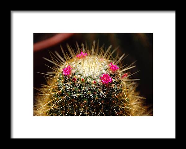 Cactus Framed Print featuring the photograph Petite Cactus by John Schneider