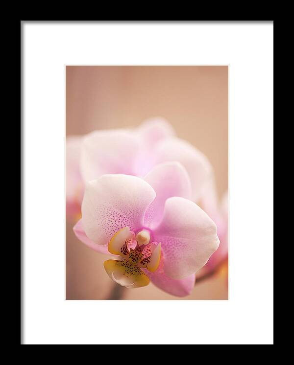 Phalaenopsis Framed Print featuring the photograph Phalaenopsis 'nobby's Army' Flowers by Maria Mosolova