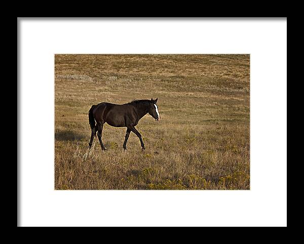 Horse Framed Print featuring the photograph Phantom by Jack Milchanowski