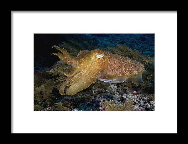 Nis Framed Print featuring the photograph Pharaoh Cuttlefish Lombok Indonesia by Dray van Beeck